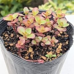 セダム　ドラゴンズブラッド　多肉植物　