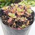 ランキングキーワードに紐づく投稿画像-多肉植物