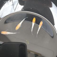 メダカの画像