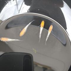 メダカの画像