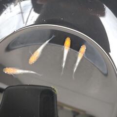 メダカの画像