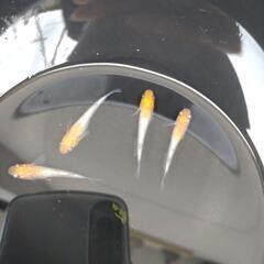 メダカの画像