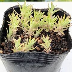 セダム　フクリンマンネンソウ　多肉植物