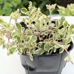 オノエマンテマ　バリエガータ　宿根草