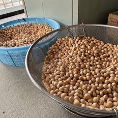 銀杏　30キロ