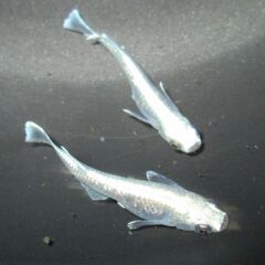 決まりました。メダカ 「エメキン」③ の有精卵 30個＋αの画像
