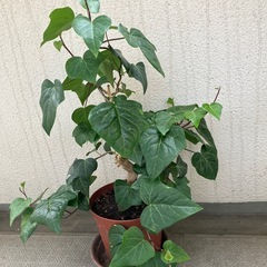 無料　アイビー
