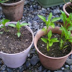 🌱 赤パプリカ 苗 🌱 ④