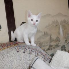 里親募集　子猫　No,1
