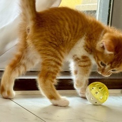 💞6/1（日）こたつ部屋みゃーん🐱子猫いっぱい譲渡会💞 - イベント