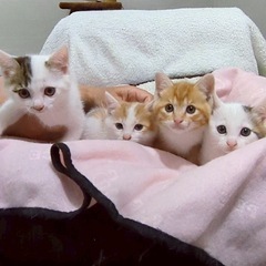 💞6/1（日）こたつ部屋みゃーん🐱子猫いっぱい譲渡会💞 - その他