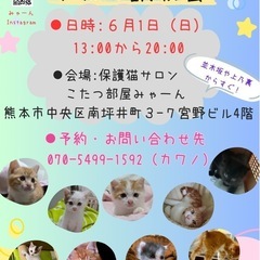 💞6/1（日）こたつ部屋みゃーん🐱子猫いっぱい譲渡会💞