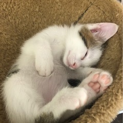 💞6/1（日）こたつ部屋みゃーん🐱子猫いっぱい譲渡会💞 − 熊本県