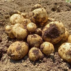 じゃがいも　男爵1キロ〜