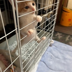 兄弟ですが