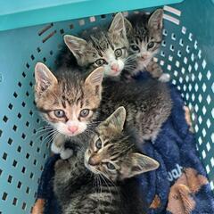 キジ、キジ白4兄妹