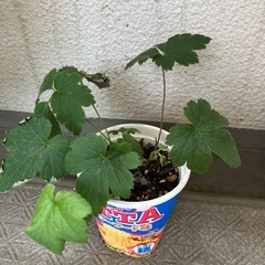 無料　秋明菊