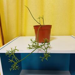 リプサリス
