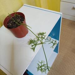 リプサリスの画像