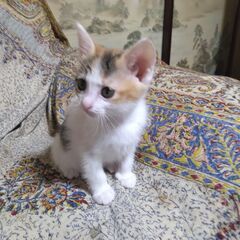 里親募集　子猫　No,2