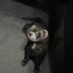 マーシャルフェレット　男の子