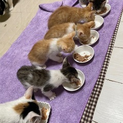 4月21日生まれの子猫です❣️