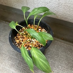 無料　スパティフラム