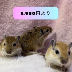 【🐭カラージャービル 🐭】1,980円より　4月生まれ