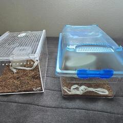 蛇飼育セット