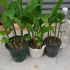 ミョウガ苗の画像