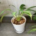 ランキングキーワードに紐づく投稿画像-観葉植物
