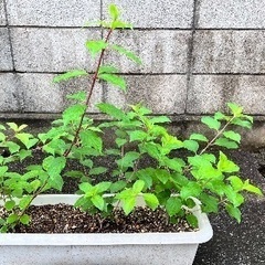 ノリウツギ　3種　　紫陽花
