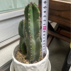 サボテン