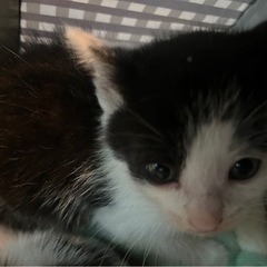 ニャンズ譲渡依頼③