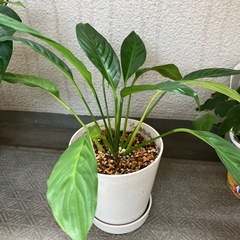 ②スパティフラム