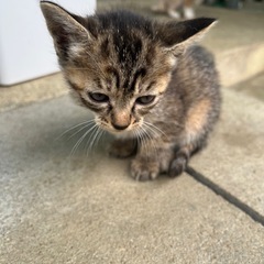生後1ヶ月 猫の赤ちゃん メス