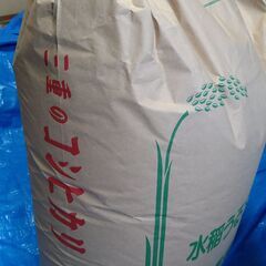 お米　2024年産　三重県産コシヒカリ　30kg（玄米）