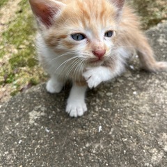 生後1ヶ月 猫の赤ちゃんオス