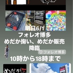 フォレオ博多　めだか出店