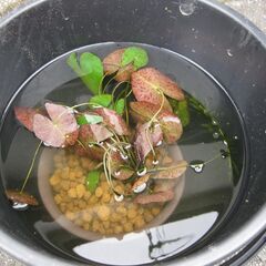 ６月１日（日）９時３０分引き取り限定（その２）メダカを飼ってみま...