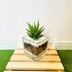 ランキングキーワードに紐づく投稿画像-観葉植物