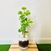 ランキングキーワードに紐づく投稿画像-観葉植物