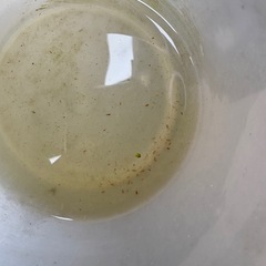 ミジンコ　ゾウリムシ　セット