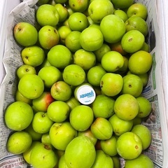 新鮮採れたて✨【無農薬】青梅4kg