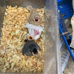 手乗り文鳥入荷白5,800円、桜3,800円、シナモン8,…