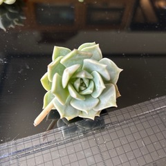 葉数いっぱい白牡丹カット苗