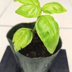 🌱バジル苗⑥🌱2025　