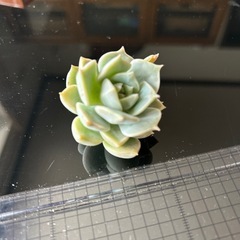 白牡丹カット苗