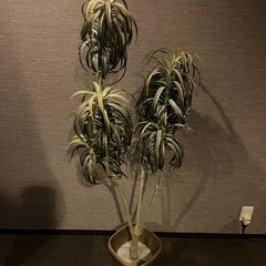 フェイクグリーン⑥🪴 観葉植物 の画像