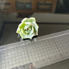 白牡丹カット苗